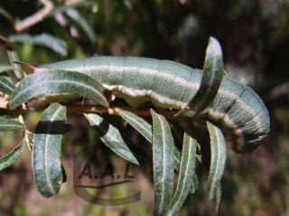 Chenille de sphinx de l'argousier